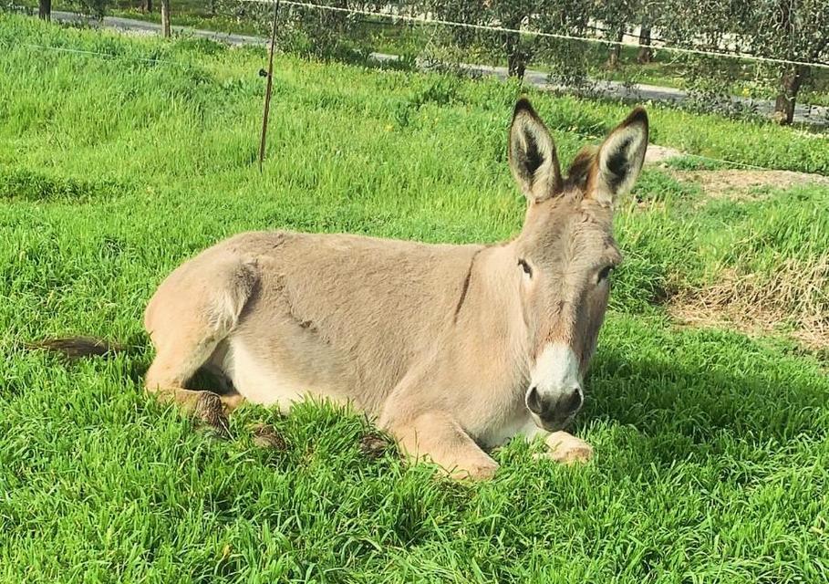 Agriturismo Il Puntoncino มาร์ซิลิอานา ภายนอก รูปภาพ