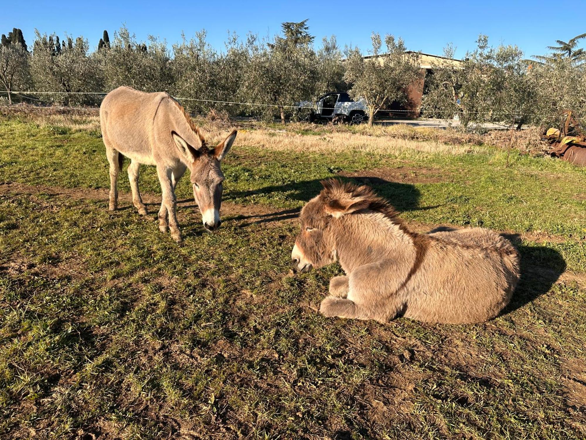 Agriturismo Il Puntoncino มาร์ซิลิอานา ภายนอก รูปภาพ